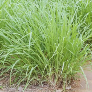 Large Combo 20 Lemon Grass Stalks Plants for Outside Live, Bare Root Lemongrass Plants Live Fresh Well-Rooted, Lemongrass Herb Plants