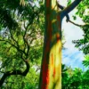 Large Rainbow Eucalyptus Tree Live Plant, 4 to 6 Feet Tall, Colorful Bark, Ideal for Outdoor Gardens and Landscapes