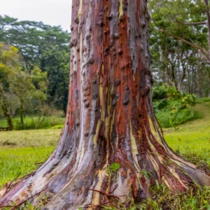 Large Rainbow Eucalyptus Tree Live Plant, 4 to 6 Feet Tall, Colorful Bark, Ideal for Outdoor Gardens and Landscapes
