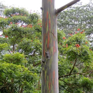 Large Rainbow Eucalyptus Tree Live Plant, 4 to 6 Feet Tall, Colorful Bark, Ideal for Outdoor Gardens and Landscapes