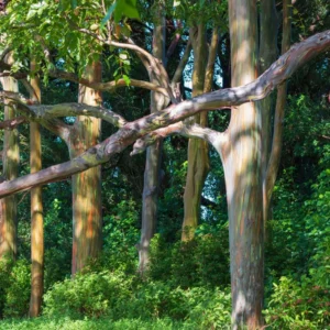 Large Rainbow Eucalyptus Tree Live Plant, 4 to 6 Feet Tall, Colorful Bark, Ideal for Outdoor Gardens and Landscapes