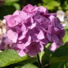 Pink Hydrangea Live Plant Bush Shrub for Planting, 4 to 8 Inc Tall, Hydrangea Plant Tree