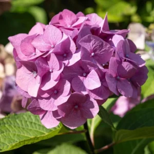 Pink Hydrangea Live Plant Bush Shrub for Planting, 4 to 8 Inc Tall, Hydrangea Plant Tree