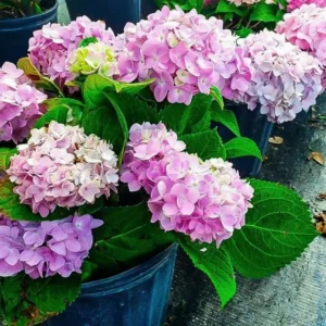 Pink Hydrangea Live Plant Bush Shrub for Planting, 4 to 8 Inc Tall, Hydrangea Plant Tree