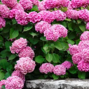 Pink Hydrangea Live Plant Bush Shrub for Planting, 4 to 8 Inc Tall, Hydrangea Plant Tree