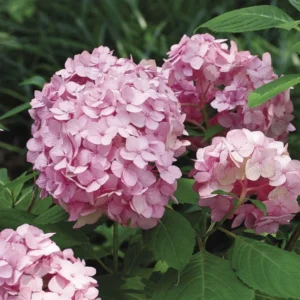Pink Hydrangea Live Plant Bush Shrub for Planting, 4 to 8 Inc Tall, Hydrangea Plant Tree