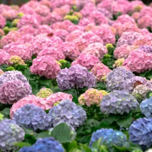 Hydrangea Plant Live, Hydrangea Shrub Bush, Hydrangea Live Plant for House Planting, Outdoor Hydrangea, 4-8" Tall, No Pot, Pink Color