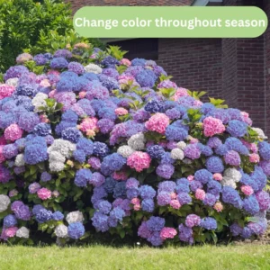 Hydrangea Plant Live, Hydrangea Shrub Bush, Hydrangea Live Plant for House Planting, Outdoor Hydrangea, 4-8