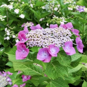 Hydrangea Plant Live, Hydrangea Shrub Bush, Hydrangea Live Plant for House Planting, Outdoor Hydrangea, 4-8
