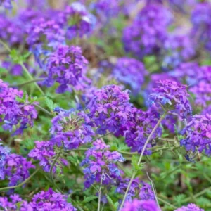 Pack 2 Purple Perennial Verbena Plants, Purple Verbena Live Plants, Verbena Plants Live for Planting, Purple Verbena Plants in Zones 7 to 11