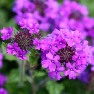 Pack 2 Purple Perennial Verbena Plants, Purple Verbena Live Plants, Verbena Plants Live for Planting, Purple Verbena Plants in Zones 7 to 11
