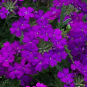 Pack 2 Purple Perennial Verbena Plants, Purple Verbena Live Plants, Verbena Plants Live for Planting, Purple Verbena Plants in Zones 7 to 11