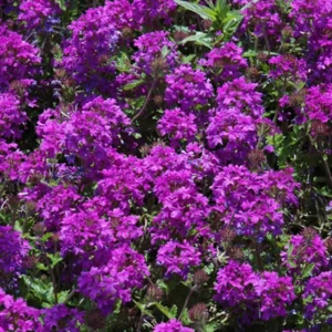 Pack 2 Purple Perennial Verbena Plants, Purple Verbena Live Plants, Verbena Plants Live for Planting, Purple Verbena Plants in Zones 7 to 11