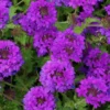 Pack 4 Purple Perennial Verbena Plants, Purple Verbena Live Plants, Verbena Plants Live for Planting, Purple Verbena Plants in Zones 7 to 11