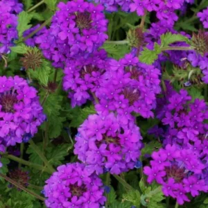 Pack 4 Purple Perennial Verbena Plants, Purple Verbena Live Plants, Verbena Plants Live for Planting, Purple Verbena Plants in Zones 7 to 11
