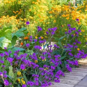 Pack 4 Purple Perennial Verbena Plants, Purple Verbena Live Plants, Verbena Plants Live for Planting, Purple Verbena Plants in Zones 7 to 11