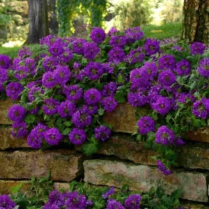 Pack 4 Purple Perennial Verbena Plants, Purple Verbena Live Plants, Verbena Plants Live for Planting, Purple Verbena Plants in Zones 7 to 11