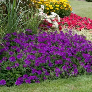 Pack 4 Purple Perennial Verbena Plants, Purple Verbena Live Plants, Verbena Plants Live for Planting, Purple Verbena Plants in Zones 7 to 11