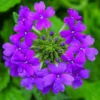 Pack 6 Purple Perennial Verbena Plants, Purple Verbena Live Plants, Verbena Plants Live for Planting, Purple Verbena Plants in Zones 7 to 11