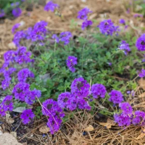 Pack 6 Purple Perennial Verbena Plants, Purple Verbena Live Plants, Verbena Plants Live for Planting, Purple Verbena Plants in Zones 7 to 11