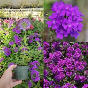 Pack 6 Purple Perennial Verbena Plants, Purple Verbena Live Plants, Verbena Plants Live for Planting, Purple Verbena Plants in Zones 7 to 11