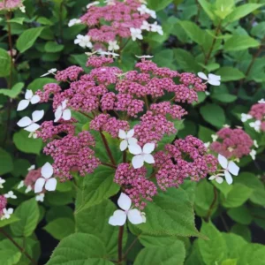 Hydrangea Plant Live, Hydrangea Shrub Bush, Hydrangea Live Plant for House Planting, Outdoor Hydrangea, 4-8" Tall, No Pot, Lacecap Variegata