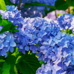 Blue Hydrangea Live Plant Bush Shrub for Planting, 1 to 2 Ft Tall, Hydrangea Plant Tree