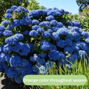 Blue Hydrangea Live Plant Bush Shrub for Planting, 1 to 2 Ft Tall, Hydrangea Plant Tree