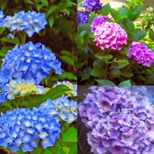 Blue Hydrangea Live Plant Bush Shrub for Planting, 1 to 2 Ft Tall, Hydrangea Plant Tree