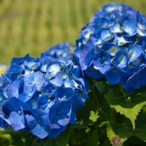 Blue Hydrangea Live Plant Bush Shrub for Planting, 1 to 2 Ft Tall, Hydrangea Plant Tree