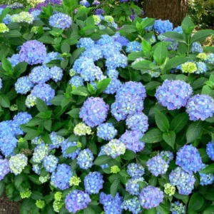 Blue Hydrangea Live Plant Bush Shrub for Planting, 1 to 2 Ft Tall, Hydrangea Plant Tree