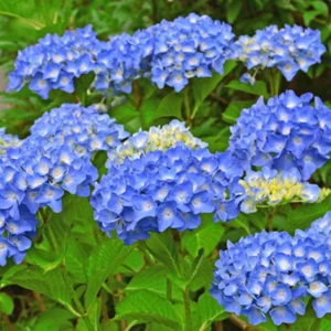 Blue Hydrangea Plant Live, Hydrangea Shrub Bush, Hydrangea Live Plant for House Planting, Outdoor Hydrangea, 9-15