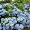 Blue Hydrangea Plant Live, Hydrangea Shrub Bush, Hydrangea Live Plant for House Planting, Outdoor Hydrangea, 9-15" Tall in 2.5 Inc Pot