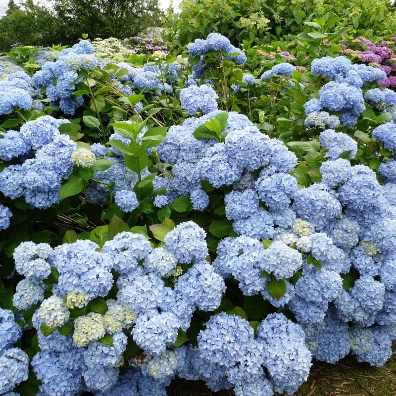Blue Hydrangea Plant Live, Hydrangea Shrub Bush, Hydrangea Live Plant for House Planting, Outdoor Hydrangea, 9-15" Tall in 2.5 Inc Pot