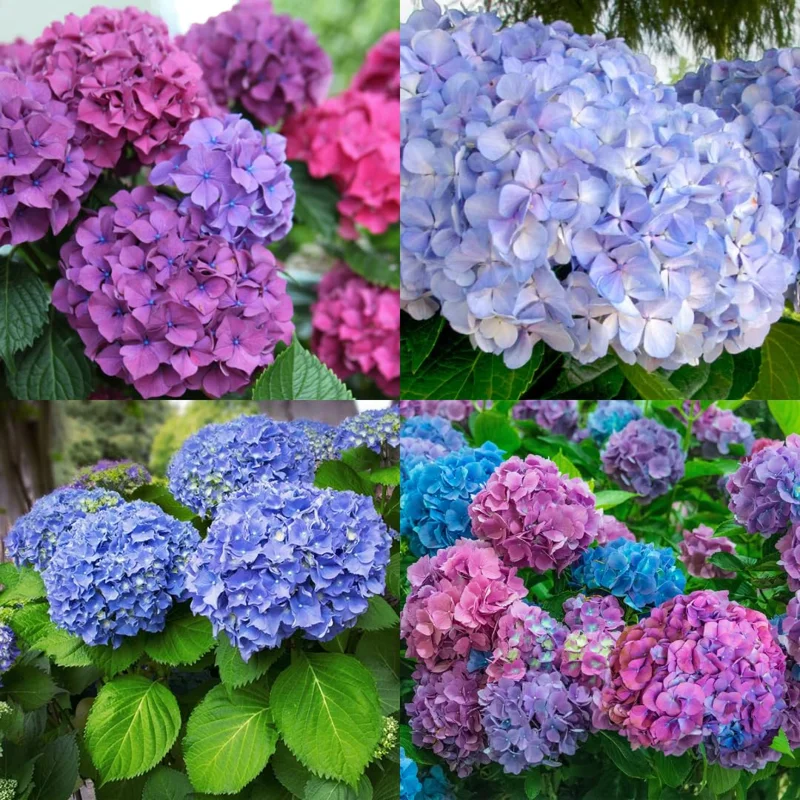 Blue Hydrangea Plant Live, Hydrangea Shrub Bush, Hydrangea Live Plant for House Planting, Outdoor Hydrangea, 9-15" Tall in 2.5 Inc Pot
