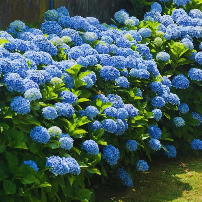 Blue Hydrangea Plant Live, Hydrangea Shrub Bush, Hydrangea Live Plant for House Planting, Outdoor Hydrangea, 9-15" Tall in 2.5 Inc Pot