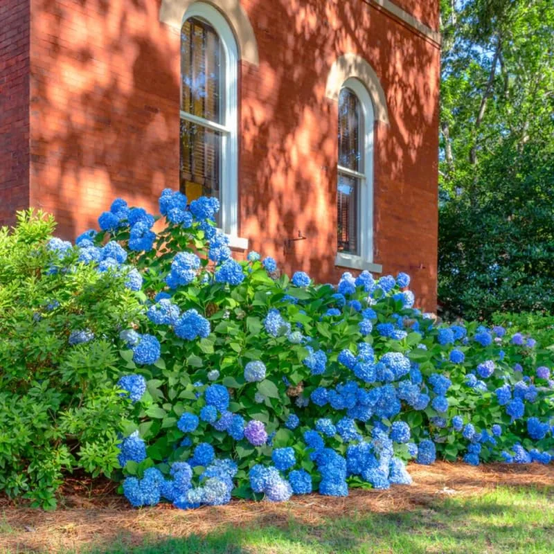 Blue Hydrangea Plant Live, Hydrangea Shrub Bush, Hydrangea Live Plant for House Planting, Outdoor Hydrangea, 9-15" Tall in 2.5 Inc Pot