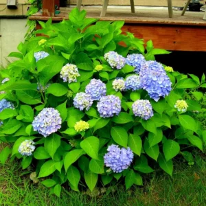 Blue Hydrangea Plant Live, Hydrangea Shrub Bush, Hydrangea Live Plant for House Planting, Outdoor Hydrangea, 9-15