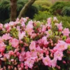 Azalea Plants Live, Pink Color