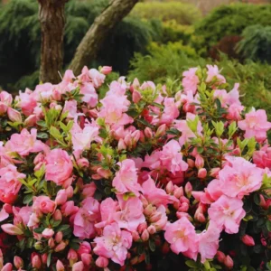 Azalea Plants Live, Pink Color