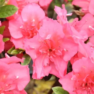 Azalea Plants Live, Pink Color