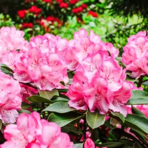 Azalea Plants Live, Pink Color