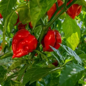Set 2 Red Habanero Pepper Plants Live in 6 Inc Pot, Hot Habanero Pepper Live Plants for Planting, 70 Days Old Pepper for Planting