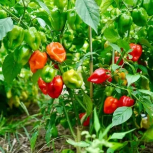 Set 2 Red Habanero Pepper Plants Live in 6 Inc Pot, Hot Habanero Pepper Live Plants for Planting, 70 Days Old Pepper for Planting