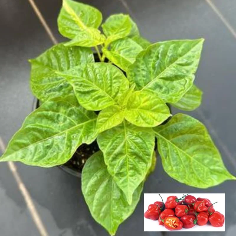 Set 2 Red Habanero Pepper Plants Live in 6 Inc Pot, Hot Habanero Pepper Live Plants for Planting, 70 Days Old Pepper for Planting
