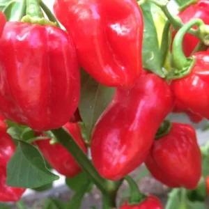 Set 2 Red Habanero Pepper Plants Live in 6 Inc Pot, Hot Habanero Pepper Live Plants for Planting, 70 Days Old Pepper for Planting