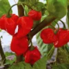 Pack 2 Red Habanero Pepper Live Plants, Hot Habanero Pepper Live Plants for Planting, 75 Days Old Pepper for Planting