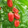Set 4 Red Habanero Pepper Plants Live, Hot Habanero Pepper Live Plants for Planting, 70 Days Old Pepper for Growing