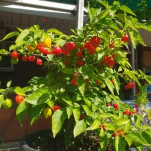 Pack 4 Red Habanero Pepper Plants Live, 75 Days Old Pepper for Planting, Hot Habanero Pepper Live Plants for Growing