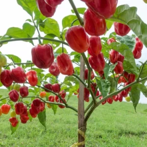 Pack 6 Red Habanero Pepper Plants Live, Hot Habanero Pepper Live Plants for Planting, 80 Days Old Pepper for Growing